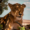 Félix Fernando Valderrama | Tanzania