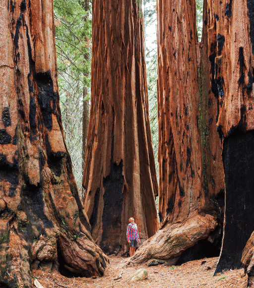 Full Day Sequoias