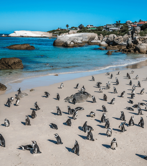 Boulders Beach + Cape Peninsula